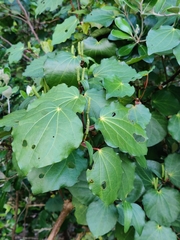 Piper excelsum excelsum