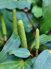 Piper excelsum excelsum