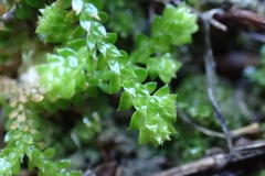 Selaginella denticulata
