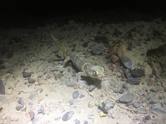Teratoscincus bedriagai