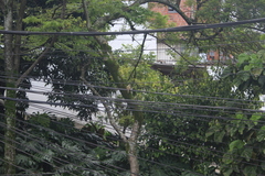 Pitangus sulphuratus