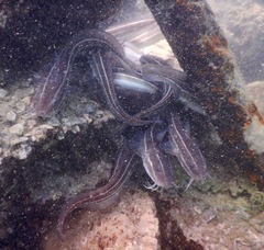 Plotosus lineatus