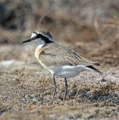 Charadrius pecuarius
