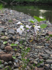 Cardamine
