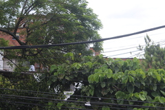 Pitangus sulphuratus