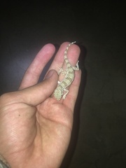Bunopus crassicauda