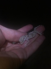 Bunopus crassicauda