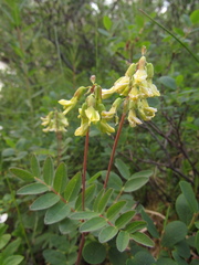 Astragalus frigidus