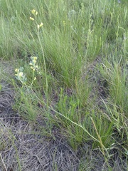 Sisymbrium polymorphum