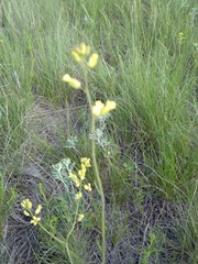 Sisymbrium polymorphum
