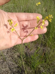 Sisymbrium polymorphum