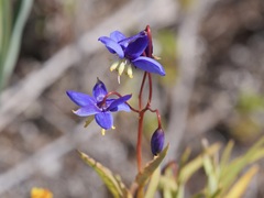 Stypandra glauca