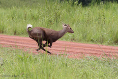 Axis porcinus