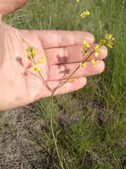 Sisymbrium polymorphum