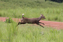 Axis porcinus