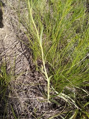 Sisymbrium polymorphum