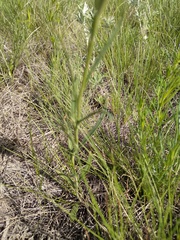 Sisymbrium polymorphum