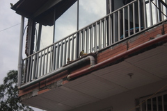 Pitangus sulphuratus