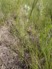 Sisymbrium polymorphum