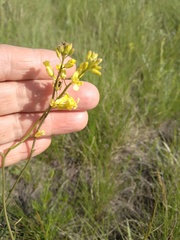 Sisymbrium polymorphum