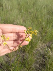 Sisymbrium polymorphum