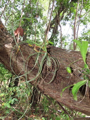 Tillandsia balbisiana