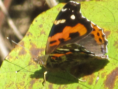 Vanessa indica