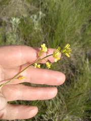 Sisymbrium polymorphum