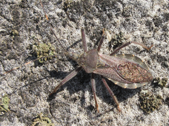 Isyndus obscurus