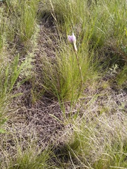 Scorzonera purpurea