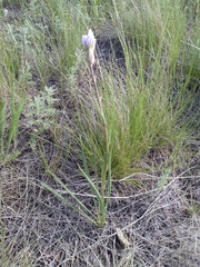Scorzonera purpurea