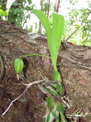 Prosthechea boothiana