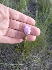 Scorzonera purpurea
