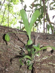 Prosthechea boothiana