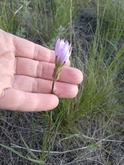 Scorzonera purpurea