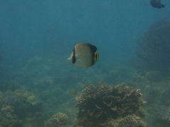 Chaetodon decussatus