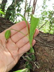 Prosthechea boothiana
