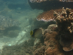 Chaetodon decussatus