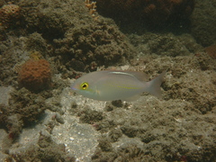 Scolopsis ciliata