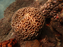 Lobophyllia
