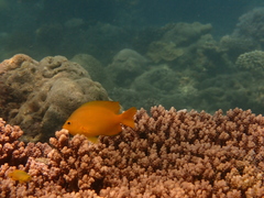 Pomacentrus moluccensis