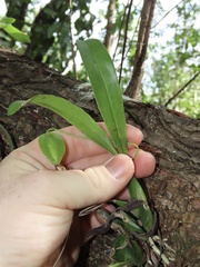 Prosthechea boothiana