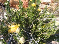 Leucospermum cuneiforme