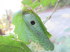 Attelabidae