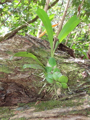 Prosthechea boothiana