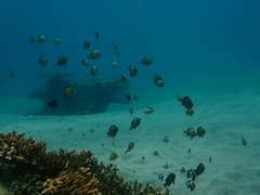 Dascyllus reticulatus