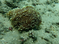 Euphyllia glabrescens