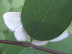 Comostola subtiliaria
