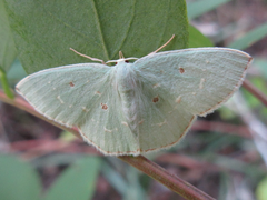 Comostola subtiliaria