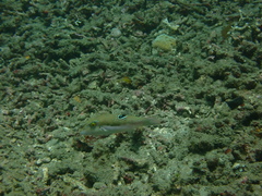 Canthigaster bennetti